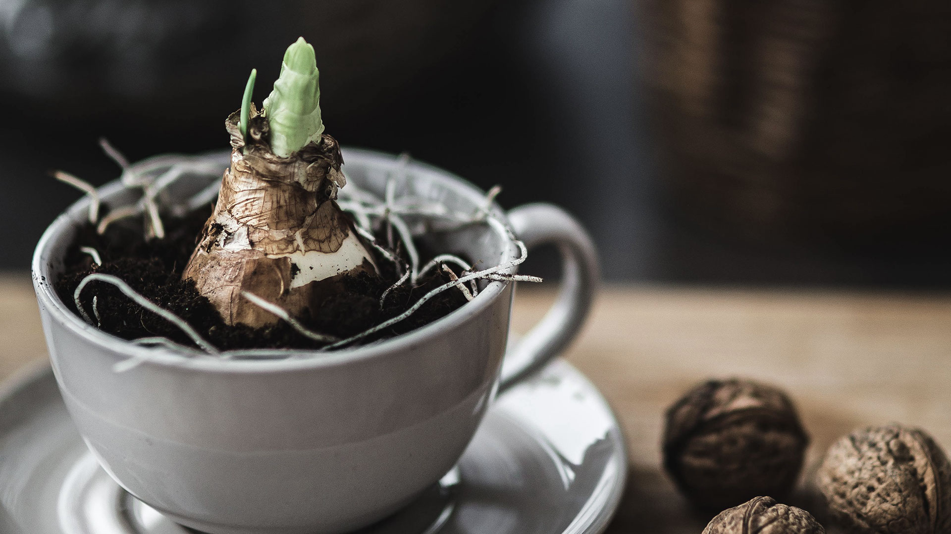 Blog EZ Honolulu Pest Control